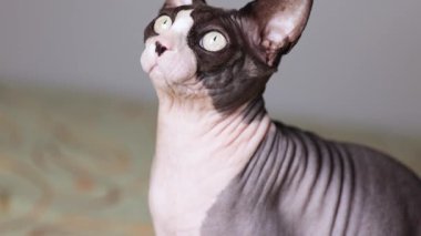 Kılsız bir Kanadalı sfenks kedisi dudağını yalıyor ve yukarı bakıyor, anlamlı davranışlar sergiliyor, yüz hatlarını ve pürüzsüz deri dokusunu gösteriyor..