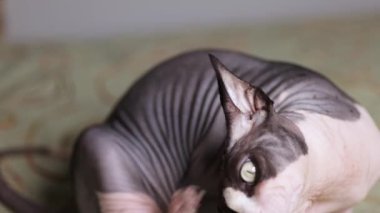 Kılsız bir Kanadalı sfenks kedisi, doğal tımar davranışları ve rahat duruş sergileyerek arka bacağını kullanarak kulağını kaşır..