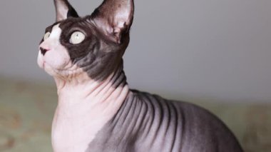 Kılsız bir Kanadalı sfenks kedisi kamera aşağı eğildiğinde yukarı bakar, uyarı ifadesi gösterir ve stüdyo ışıklarında yüz detaylarının net görünürlüğünü gösterir.