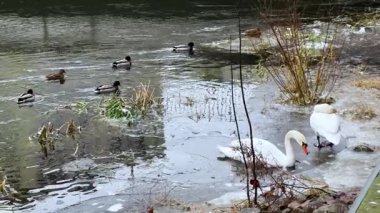Kuğular ve ördekler kısmen donmuş bir gölde, açık denizde bazı kuşlar ve buzlu kıyıların yakınında sakin bir kış manzarası oluşturarak yavaşça hareket ederler..