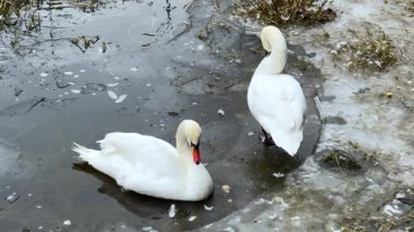 İki beyaz kuğu buzlu bir gölün kenarında duruyor ve tüylerini tımar ediyor. Soğuk su ve ince buzla çevrili iken boyunlarını vücutlarına doğru eğiyorlar..