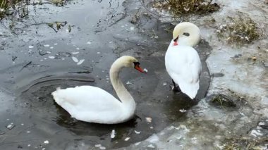 Buzlu bir göl kıyısında bir kuğu kuyruğunu kısa dalgalar halinde sallarken ikinci bir kuğu da yakınlardaki soğuk ve sığ sularda duran tüylerini temizlemeye devam ediyor..