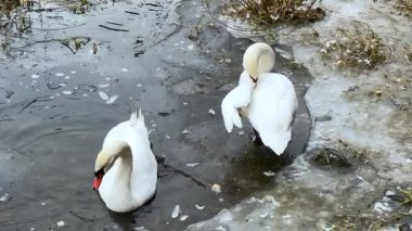 İki kuğu, ince buz ve soğuk suyla çevrili, kısmen donmuş bir gölün kıyısında birbirlerine yakın durarak, sakin bir kış yaban hayatı anı oluştururlar..