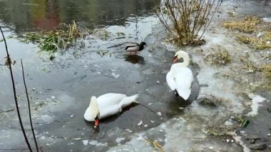 İki kuğu bir gölün buzlu kıyısında, kıyıda kuru bitkiler ve soğuk su yüzeyinde buz parçalarıyla ördek yüzerken kalır..