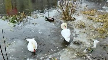 İki kuğu bir gölün buzlu kıyısında dinlenirken ördek yakınlardaki açık sularda hareket ediyor ve kış manzarasında kuşların birbirine zıt davranışlarını gösteriyor..