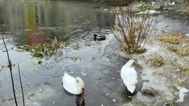 Bazı kuğular ve ördekler kısmen donmuş bir göl boyunca, bazıları sazlıklara yakın, diğerleri ise açık sularda, kışın karışık bir su kuşu manzarası oluşturur..