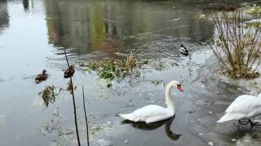 Ördekler kıyıdan uzaklaşırken, soğuk su yüzeyinde yakınlardaki binaların yansımaları görülebiliyor..