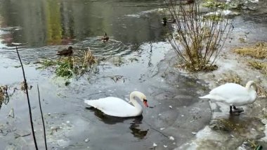 Kuğular ve ördekler kısmen donmuş bir gölü paylaşırken, kıyıya yakın bir kuğu sürekli kuyruğunu sallıyor ve sakin kış su sahnesine hareketlilik katıyor..
