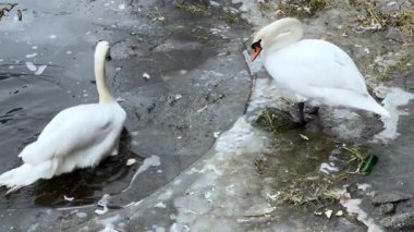 İki kuğu kısmen donmuş bir gölün kıyısında kalır, biri buzun üzerinde dururken diğeri yakınlarda yüzer, dalgalar karanlık kış sularında hareket eder..