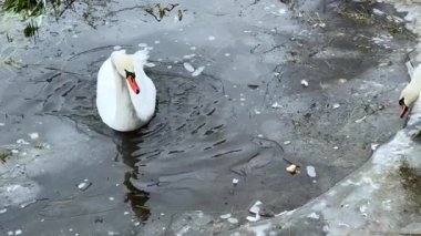 İki kuğu buzlu bir gölün kenarındaki soğuk sudan ekmek parçaları topluyor, yüzen kırıntılar yüzeye doğru hareket ederken başlarını daldırıyorlar..