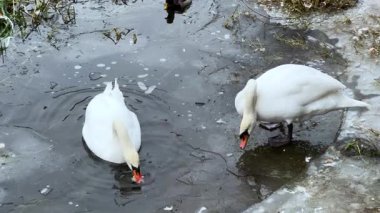 İki kuğu ve bir ördek, su yüzeyinden ekmek parçaları yemek için buzlu bir gölün kıyısında toplanarak, kış koşullarında ortak beslenme davranışları sergiliyorlar..