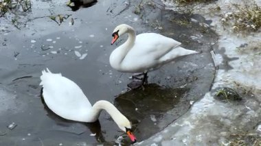 İki kuğu ve bir ördek gölün buzlu kıyı şeridinde hareket ediyor. İnce buz, ıslak kayalar ve soğuk su ile sakin bir kış manzarası oluşturuyor..