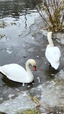 Kısmen donmuş bir göldeki iki kuğu, kıyı şeridinin yakınındaki sığ buzlu suda dururken başlarını sallayıp pozisyon değiştiriyor ve hafif dalgalar yaratıyor..