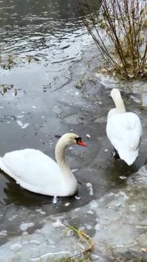 İki beyaz kuğu dikey bir yaban hayatı sahnesinde soğuk su, ince buz ve kış bitkileriyle çevrili buzlu bir gölün kenarında durup yavaşça hareket eder..