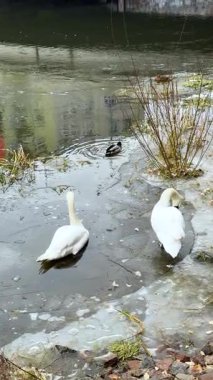 Soğuk yüzeyde binaların ve bitki örtüsünün yansımaları görünen bir ördek yüzerken, iki kuğu buzlu su hattının yanında duruyor..