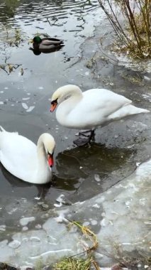 İki kuğu kıyıdaki ıslak buzlu kayaların yanında hareket ederken bir ördek yakınlarda yüzüyor ve basit bir kış yaban hayatı aktivitesi yaratıyor..