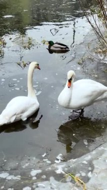 İki kuğu ve bir ördek buz yamalarının ve kıyı şeridi kayalarının yanında durgun sularda belirir ve sakin bir kış yaban hayatı oluştururlar..