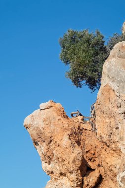 Açık mavi gökyüzünün altındaki kayalık bir uçurumda kök salmış yeşil ağaç.