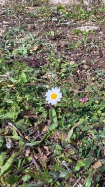 Sarı merkezli tek bir papatya çiçeği güneşli bir günde yeşil çimenlerin ve yabani otların arasında açar.