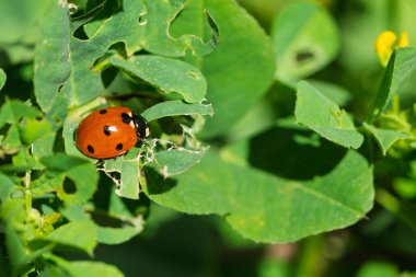 Kırmızı kabuklu uğurböceği ve yeşil yapraklı siyah lekeler.