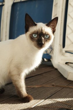 Güneş pansiyonunun yanında mavi gözlü beyaz bir Siyam kedisi. Yüksek kalite fotoğraf
