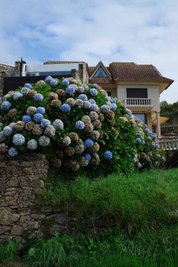 Portekiz 'de büyük bir mavi ve açık mavi ortanca çalısı olan bir villa, evin önünde bir çiçek tarlası örneği. Yüksek kalite fotoğraf