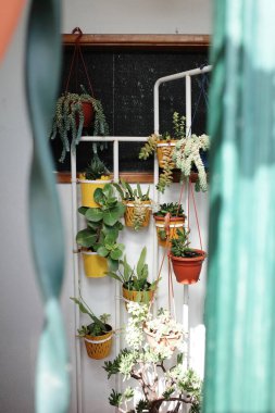 Canlı kaplarda asılı bitkilerden oluşan bir kolleksiyon beyaz metal bir askıda sergileniyor, kapalı bahçelerin cazibesini artırıyor ve canlı bir ortam yaratıyor. Yüksek kalite fotoğraf