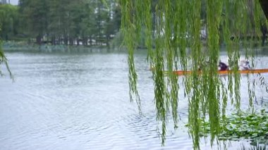 Sakin bir gölde geleneksel bir Çin ejderha teknesinde kürek çeken bir grup insan, yavaş çekimde, kültür ve takım çalışmasını kutlarken, yeşil söğüt dallarının arasından görülüyorlar..
