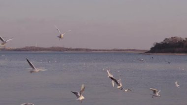 Sakin, bulutlu bir günde, özgürlüğün ve doğanın güzelliğini sembolize eden, gölün sakin sularında süzülen ve uçan büyük bir martı sürüsüyle sakin doğal bir manzara.