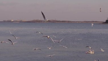 Durgun deniz yüzeyinde yavaşça süzülen sayısız güzel martı ufuk çizgisinde görünen uzak, puslu bir kıyı şeridiyle, yumuşak, bulutlu bir gökyüzünün altında.