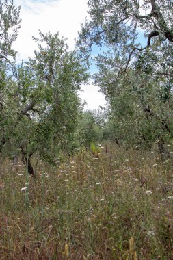 San Quirico d 'Orcia - İtalya - Ağustos 2020 - Toskana kırsalının manzarası