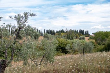 San Quirico d 'Orcia - İtalya - Ağustos 2020 - Toskana kırsalının manzarası