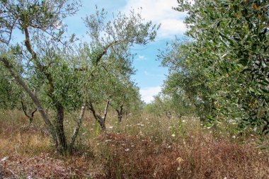 San Quirico d 'Orcia - İtalya - Ağustos 2020 - Toskana kırsalının manzarası