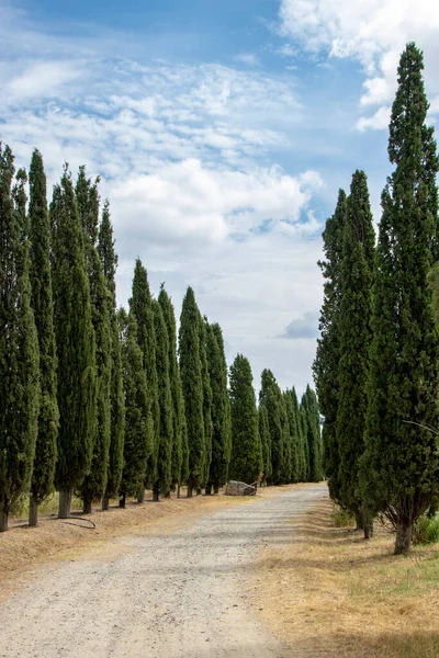 San Quirico Orcia Italy August 2020 Landscape Tuscan Countryside — Stock Photo, Image