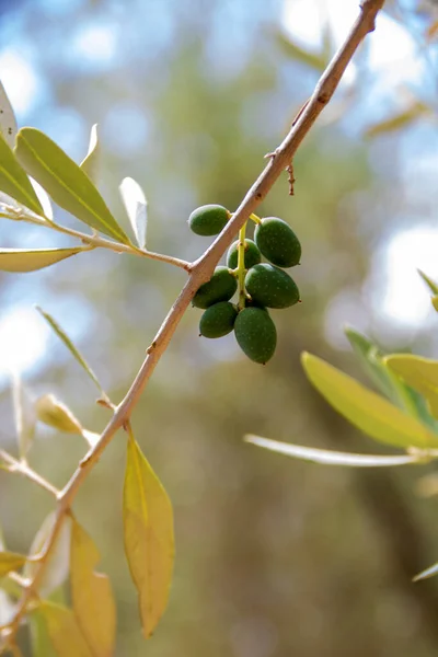 Olive tree in tuscan countryside