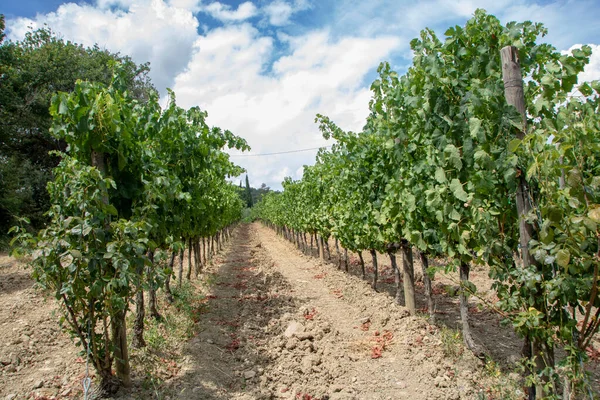 San Quirico Orcia Italien Augusti 2020 Vingård Toscana Landet — Stockfoto