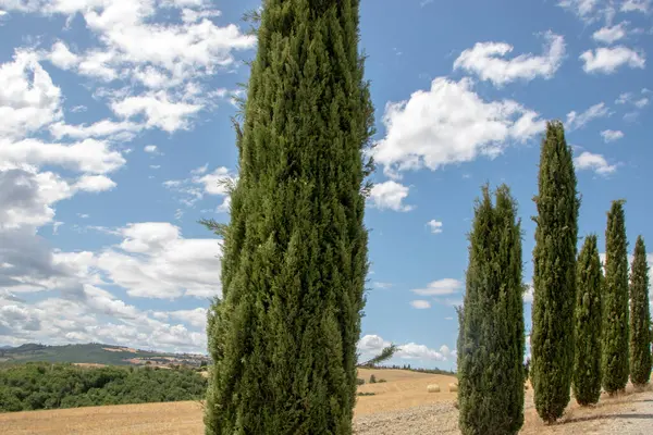 San Quirico Orcia Italy August 2020 Cypress Row Landscape Tuscan — Stock Photo, Image
