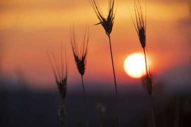 Pollino Ulusal Parkı 'nda günbatımı, Basilicata Bölgesi, İtalya