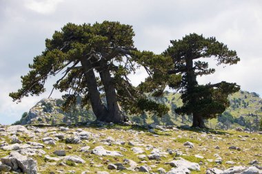 So called Garden of Gods in Pollino National park, where  the Bosnian pine, or Pinus Leucodermis lives, Basilicata , Italy clipart
