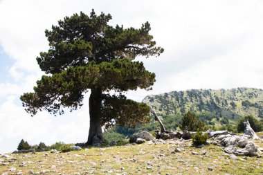 Bosna çamı veya Pinus Leucodermis 'in yaşadığı Pollino Ulusal Parkı' ndaki Tanrıların Bahçesi, Basilicata, İtalya