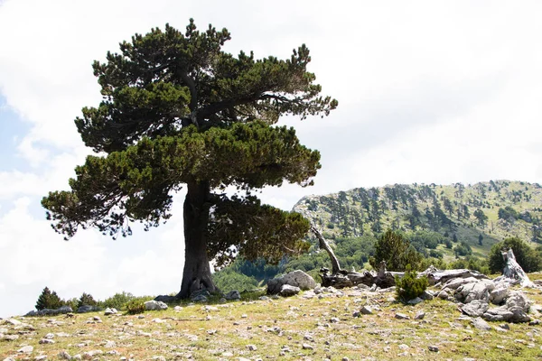 Llamado Jardín Los Dioses Parque Nacional Pollino Donde Vive Pino —  Fotos de Stock