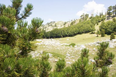 Bosna çamı veya Pinus Leucodermis 'in yaşadığı Pollino Ulusal Parkı' ndaki Tanrıların Bahçesi, Basilicata, İtalya