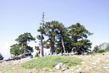 Bosna çamı veya Pinus Leucodermis 'in yaşadığı Pollino Ulusal Parkı' ndaki Tanrıların Bahçesi, Basilicata, İtalya