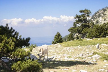 Bosna çamı veya Pinus Leucodermis 'in yaşadığı, İtalya' nın Basilicata kentinde Pollino Ulusal Parkı 'nda Tanrıların Bahçesi denen bir yerde inek.