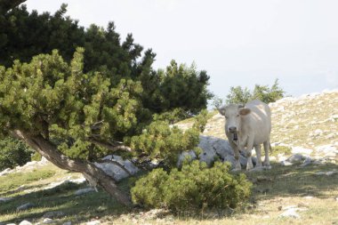 Bosna çamı veya Pinus Leucodermis 'in yaşadığı, İtalya' nın Basilicata kentinde Pollino Ulusal Parkı 'nda Tanrıların Bahçesi denen bir yerde inek.