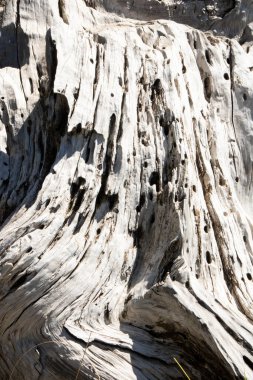 Bosna çamı veya Pinus Leucodermis 'in yaşadığı İtalya' nın Basilicata kentindeki Pollino Ulusal Parkı 'ndaki Tanrıların Bahçesi denen yerde bir çam kabuğunun ayrıntıları