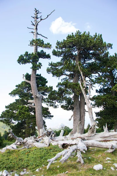 Zogenaamde Garden Gods Pollino National Park Waar Bosnische Dennen Pinus — Stockfoto