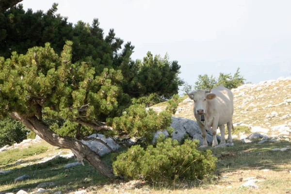 Koe Zogenaamde Godentuin Het Nationaal Park Pollino Waar Bosnische Dennenboom — Stockfoto