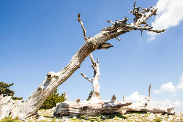 Zogenaamde Garden Gods Pollino National Park Waar Bosnische Dennen Pinus — Stockfoto