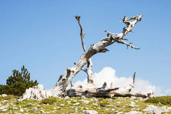 Zogenaamde Garden Gods Pollino National Park Waar Bosnische Dennen Pinus — Stockfoto